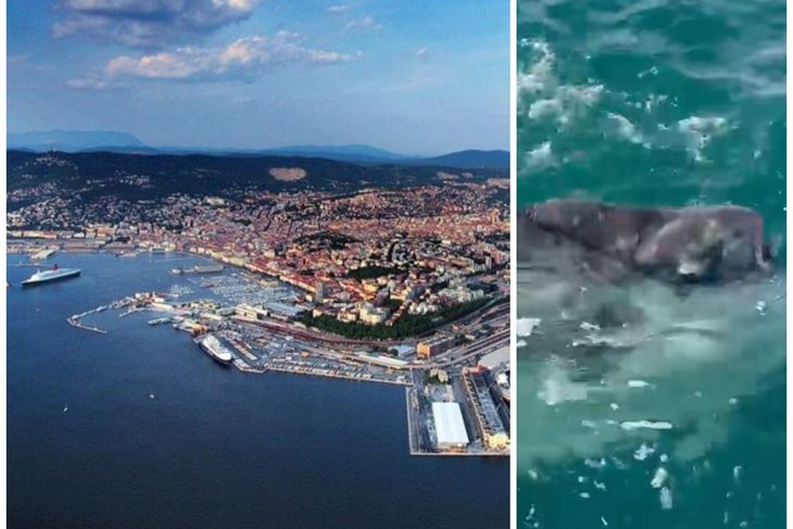 (Foto Facebook/Area Marina Protteta Miramare)