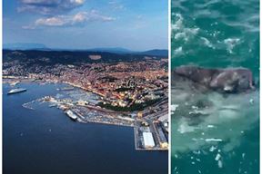 (Foto Facebook/Area Marina Protteta Miramare)