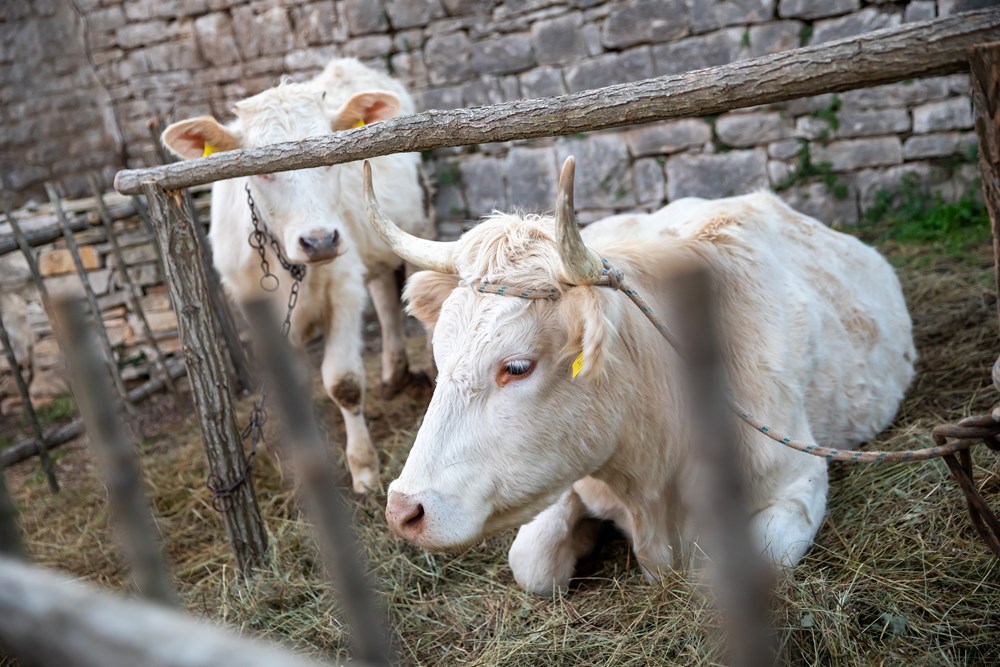 (Foto: Općina Sveti Lovreč)