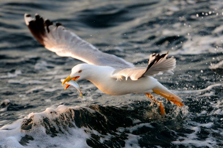 Siječanj (Snimio Milivoj Mijošek)