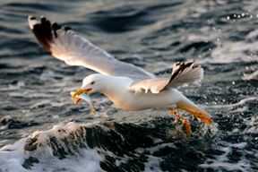 Siječanj (Snimio Milivoj Mijošek)