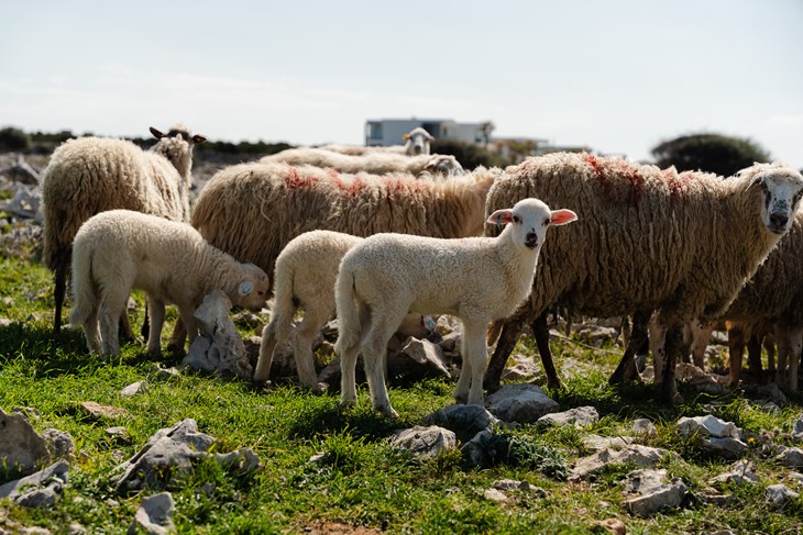 (Snimio Mislav Klanac)