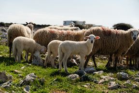 (Snimio Mislav Klanac)