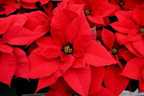 (Snimio Damir Špehar / Pixsell)