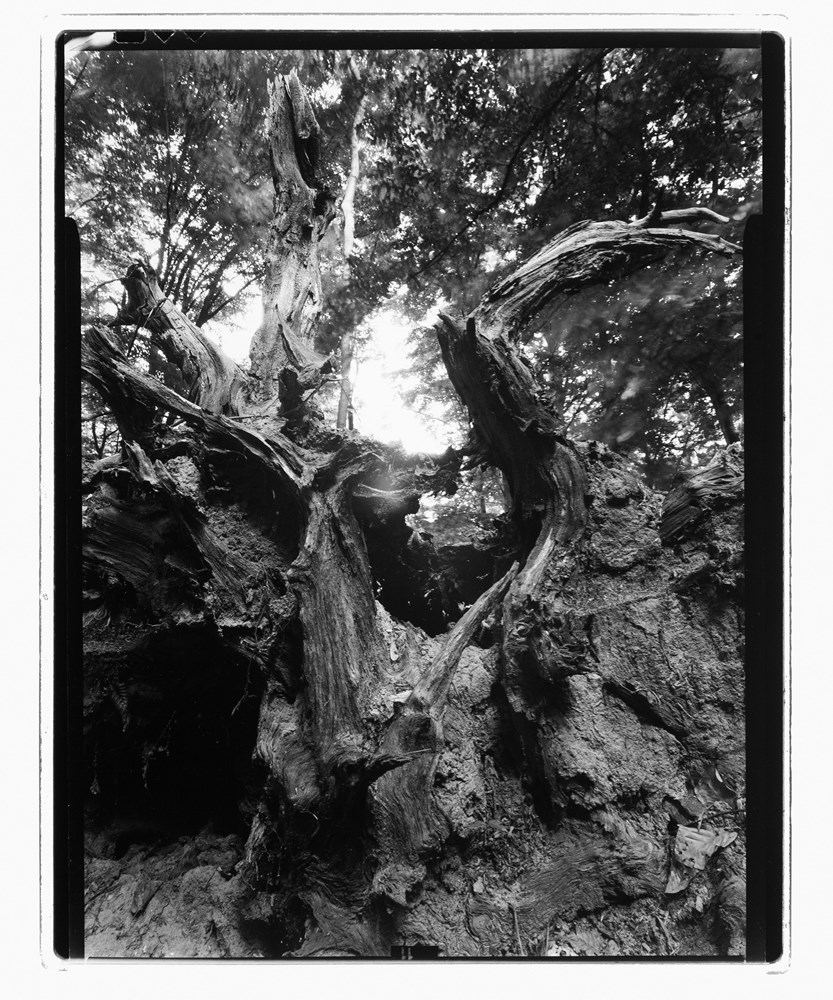 (Foto Davor Bavoljak)