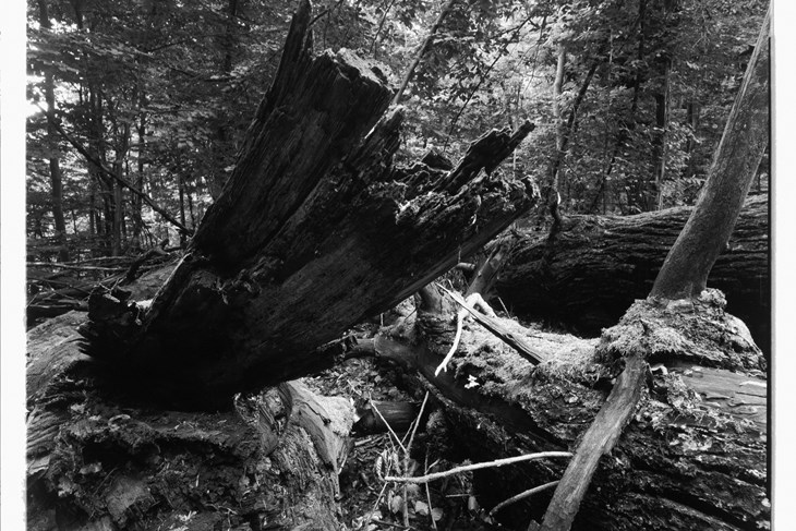 (Foto Davor Bavoljak)