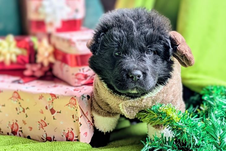 (Prijatelji životinja)