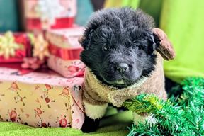 (Prijatelji životinja)