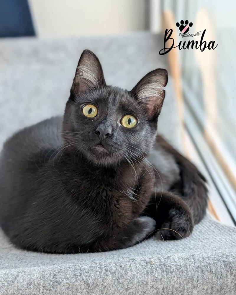 (Prijatelji životinja)