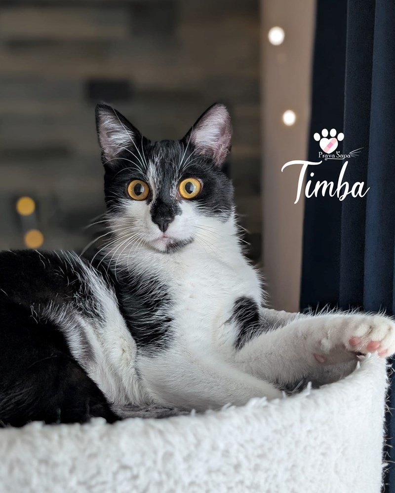 (Prijatelji životinja)