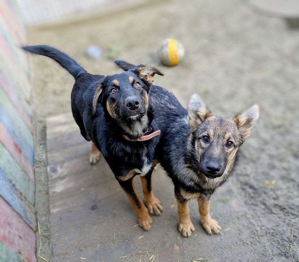 (Prijatelji životinja)