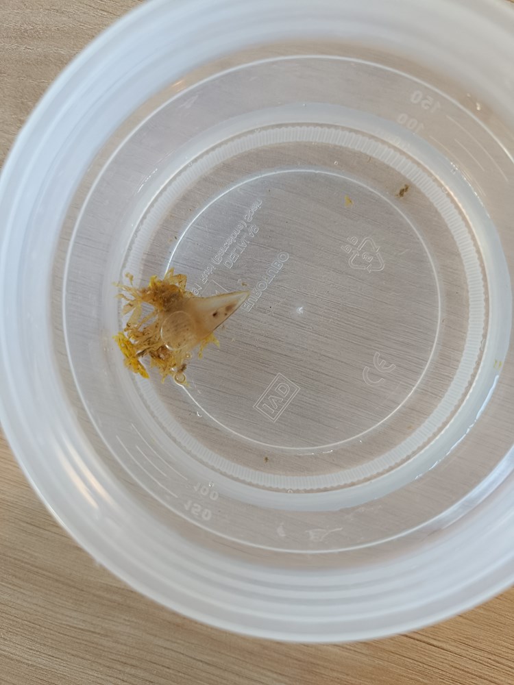 (Snimila Dr.sc. Silvija Kipson)