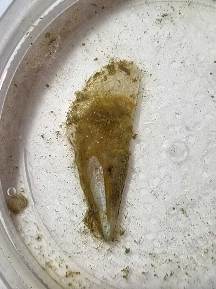 (Snimila Dr.sc. Silvija Kipson)