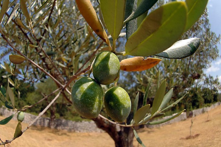 (Arhiva Glasa Istre)