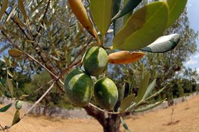 (Arhiva Glasa Istre)