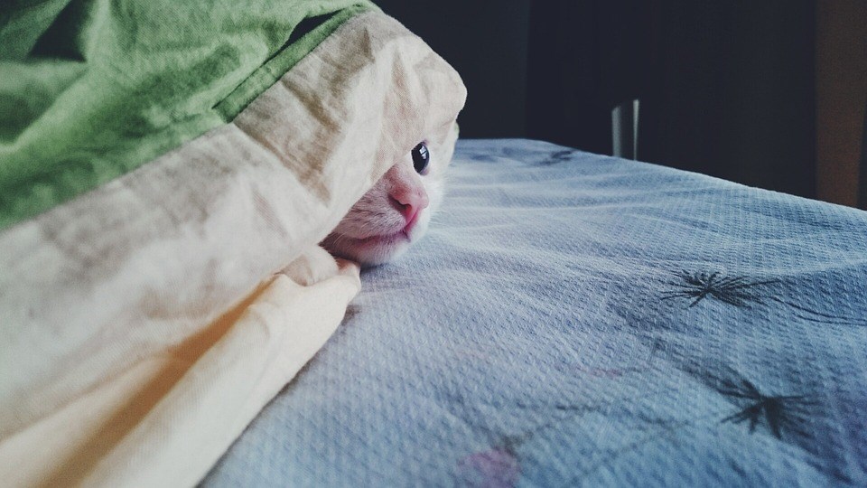 (Prijatelji životinja)