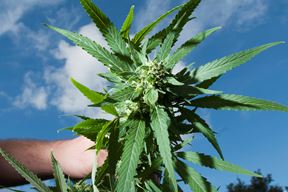 (Tom Dubravec / CROPIX)