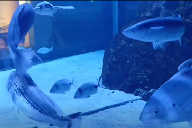 (Screenshot / Facebook)