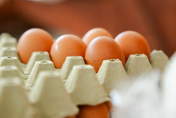 Ilustracija (Snimio Mislav Klanac)