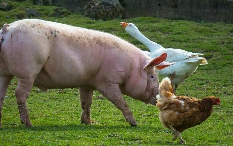 Svinje - namirnica broj 1 na europskim trpezama