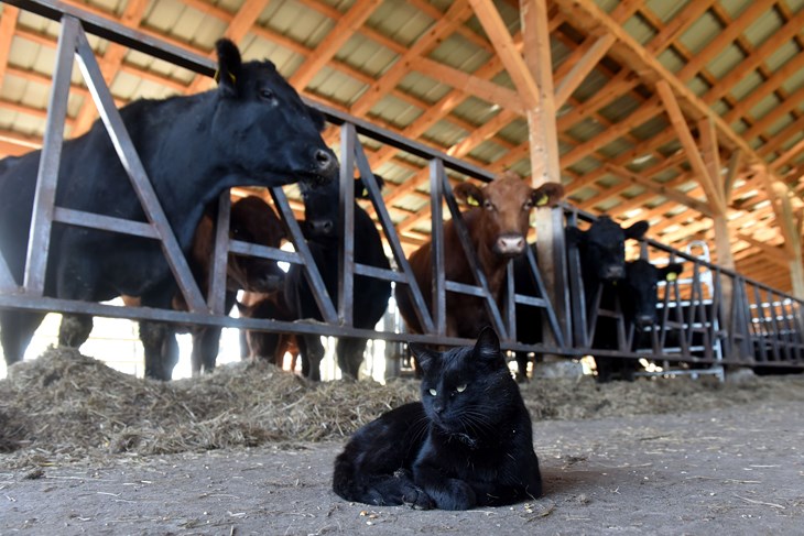 (Snimio Davor Kovačević)