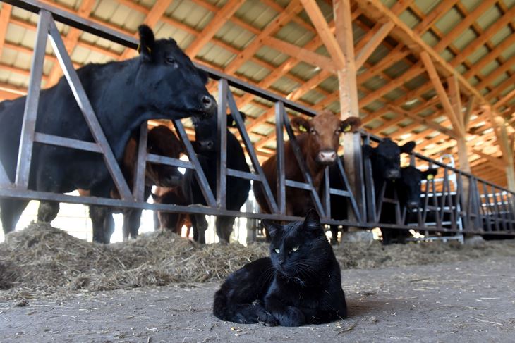 (Snimio Davor Kovačević)