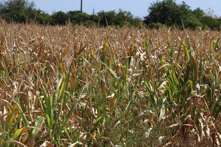 Ilustracija (Snimio Gojko Mitić)