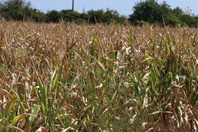 Ilustracija (Snimio Gojko Mitić)