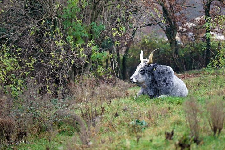 (Snimio Saša Miljević / Pixsell)