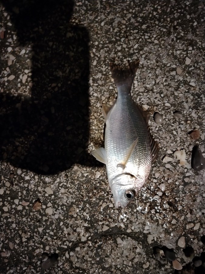 (Snimio Aleksandar Vodovar)