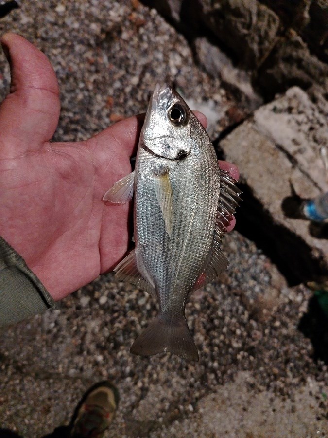 (Snimio Aleksandar Vodovar)