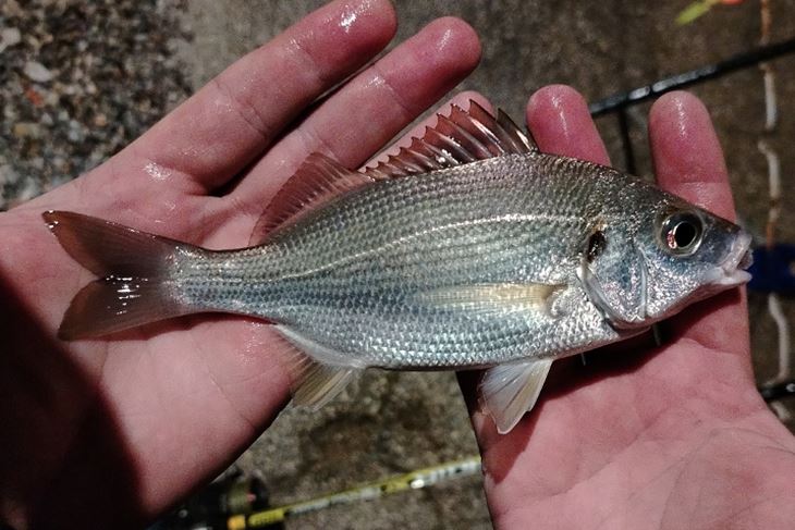 (Snimio Aleksandar Vodovar)