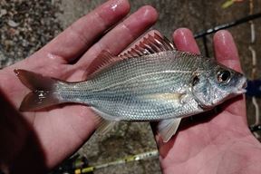 (Snimio Aleksandar Vodovar)