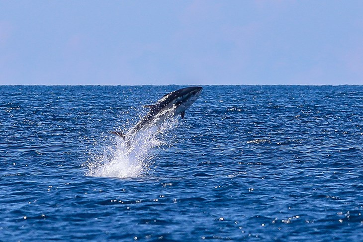 (Snimio Srecko Niketic / Pixsell)