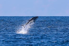 (Snimio Srecko Niketic / Pixsell)