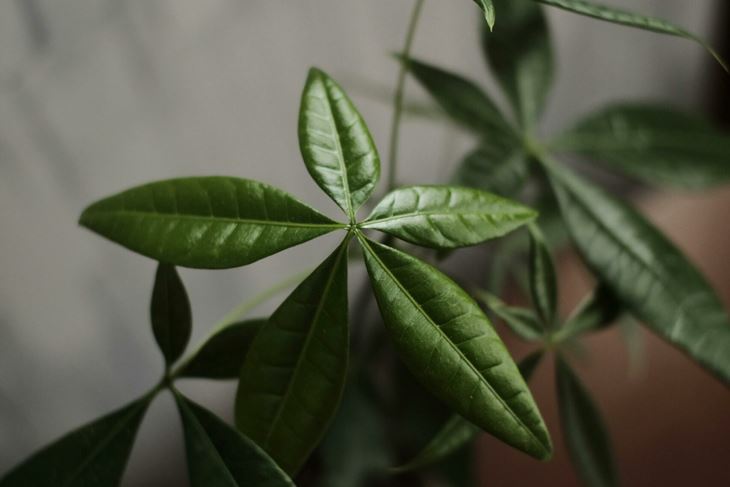 Ilustracija (Pexels)