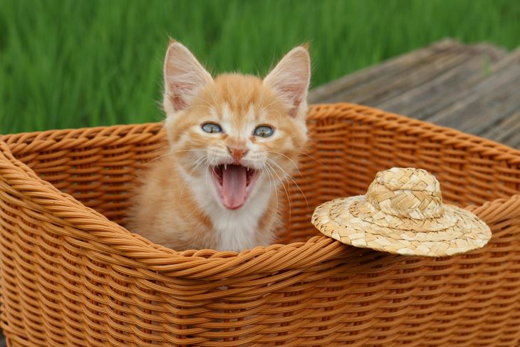 Ilustracija (Pexels)