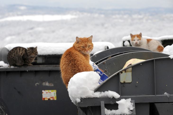 (Snimio Petar Fabijan)