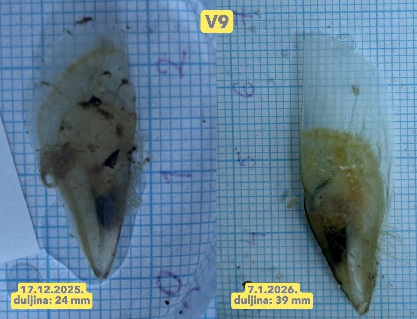 (Aquarium Pula / Facebook)