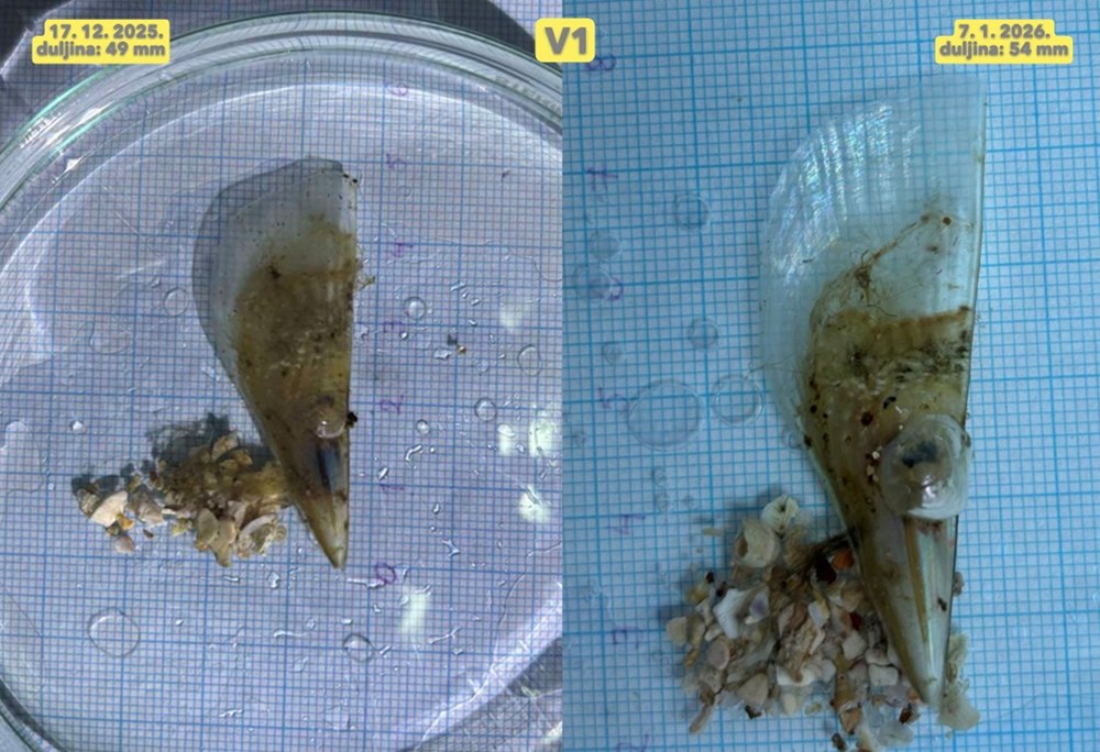 (Aquarium Pula / Facebook)