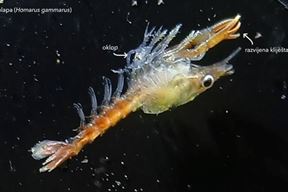 (Foto: Aquarium Pula)