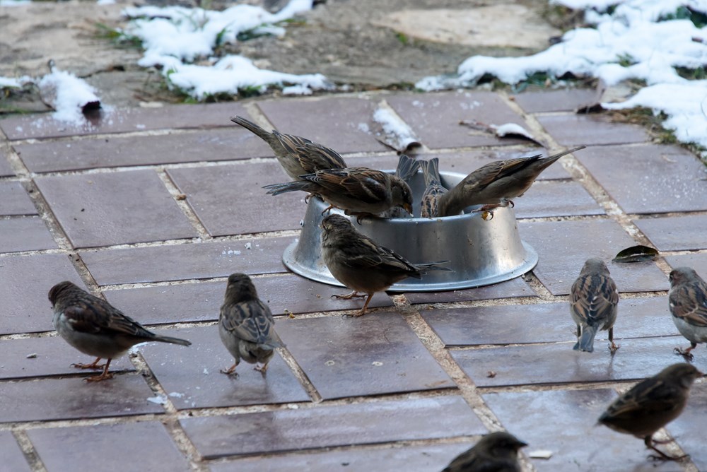 (Snimio Sasa Miljevic / Pixsell)