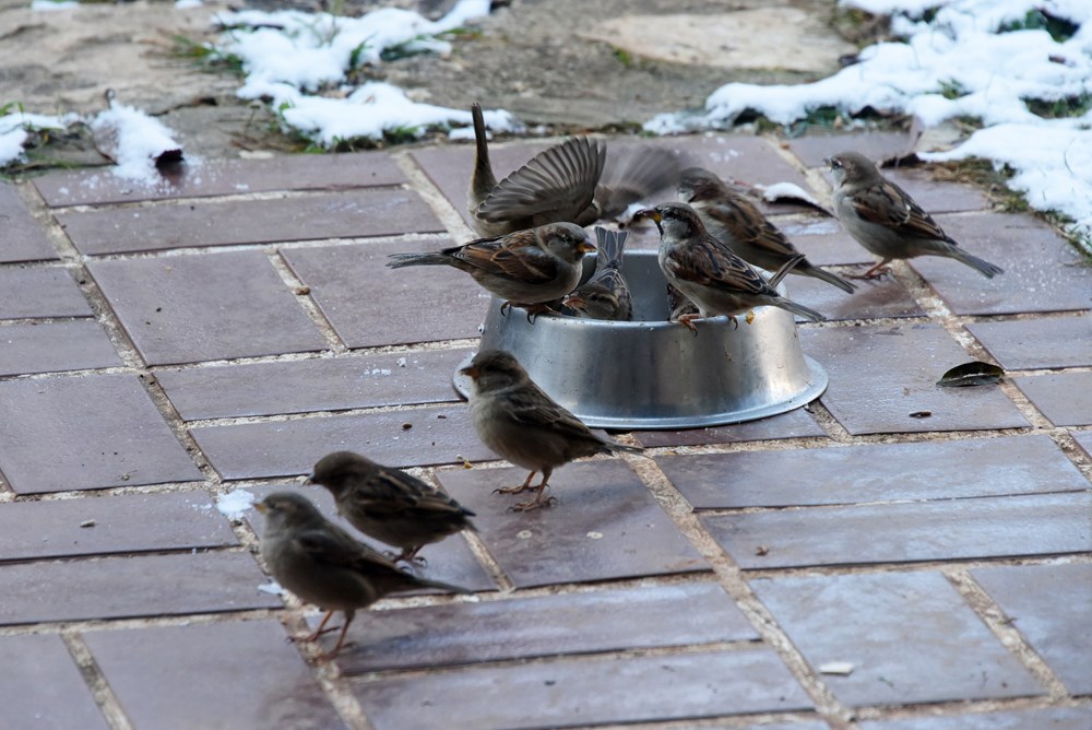 (Snimio Sasa Miljevic / Pixsell)