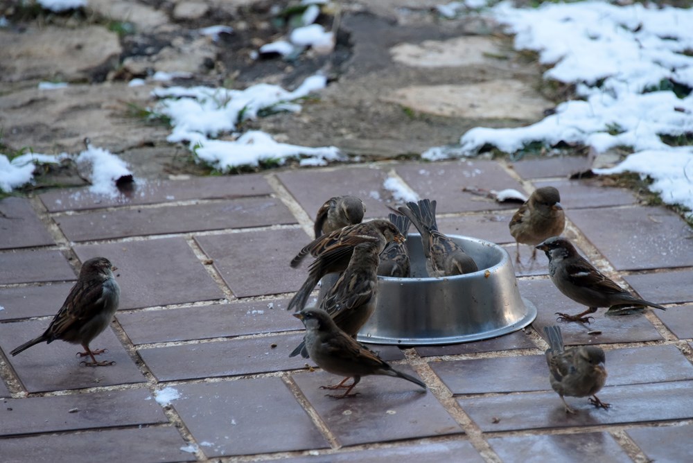 (Snimio Sasa Miljevic / Pixsell)