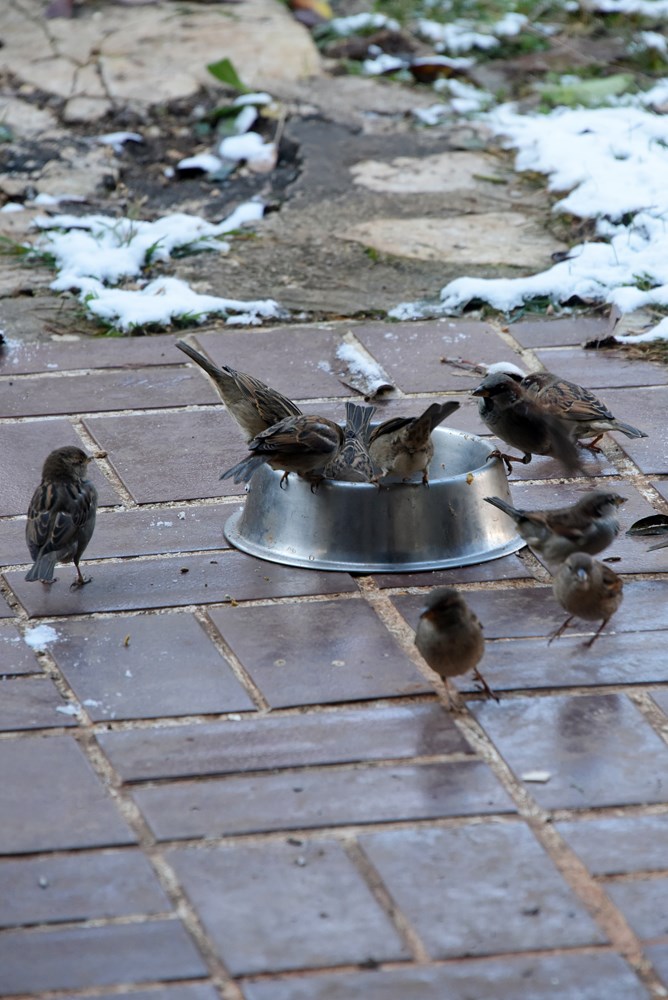 (Snimio Sasa Miljevic / Pixsell)