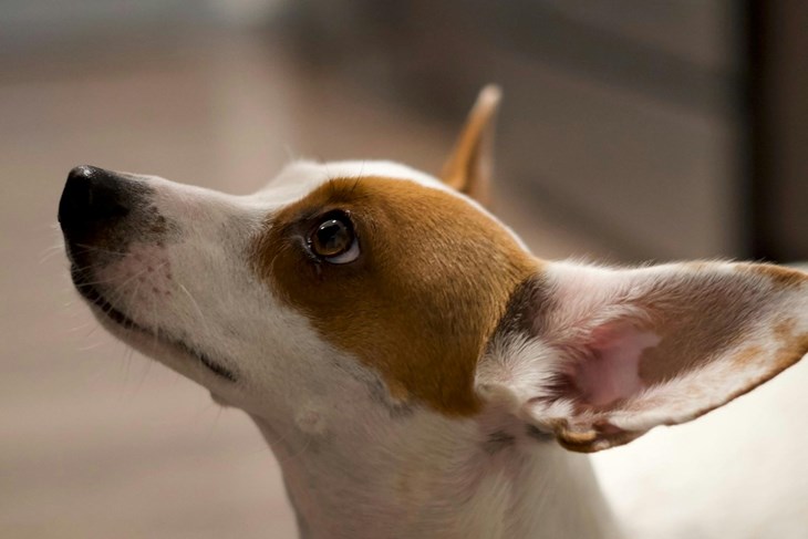 Ilustracija (Pexels)