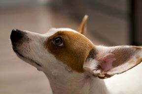 Ilustracija (Pexels)