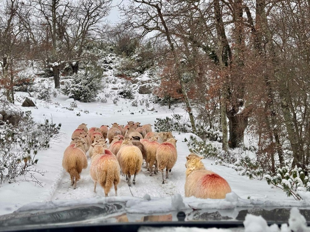 (I one uživaju u bjelini / Foto TOMISLAV BANDERA ANIĆ)