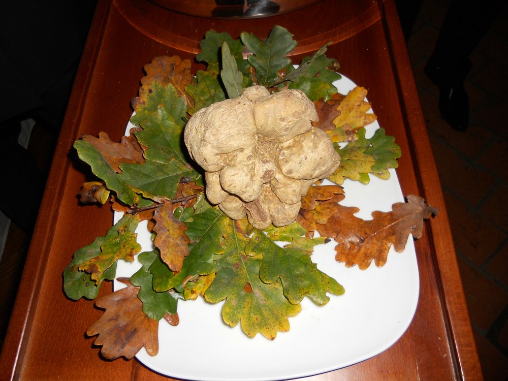 (Snimila Gordana Čalić &Scaron;verko)