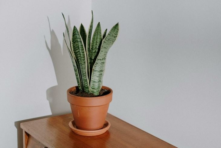 Ilustracija (Pexels)